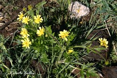 Ranunculus praemorsus