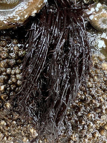 Cryptosiphonia woodii observed 2026-07-20