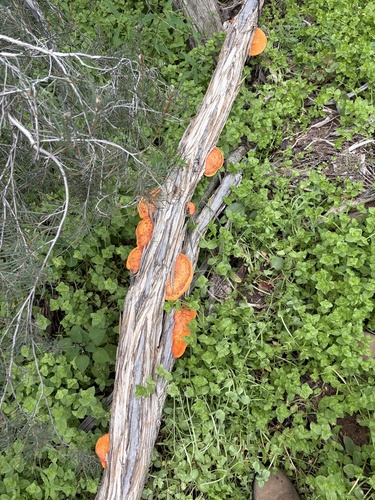 Southern Cinnabar Polypore