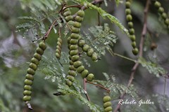 Vachellia aroma