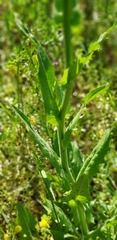 Lepidium campestre