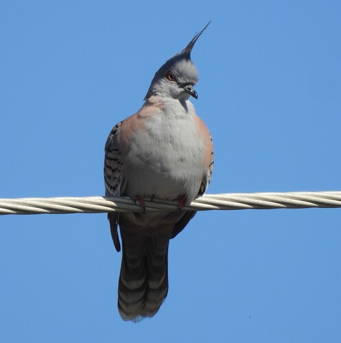 iNaturalist image