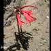 Zephyranthes graciliflora - Photo (c) Roberto Guller, algunos derechos reservados (CC BY-NC-ND), subido por Roberto Guller
