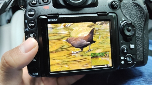 Brown Dipper
