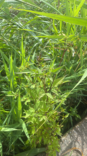 iNaturalist image
