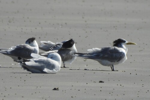 iNaturalist image