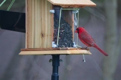 Cardinalis cardinalis