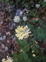 Astrantia carniolica