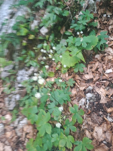 Astrantia carniolica, photograph 2