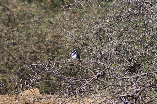 iNaturalist image