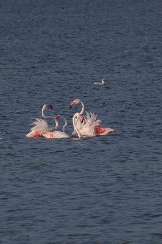 iNaturalist image