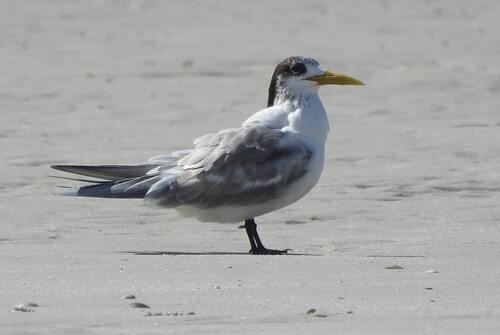 iNaturalist image