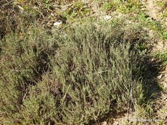 Thymus zygis