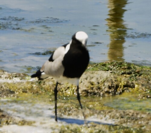 iNaturalist image