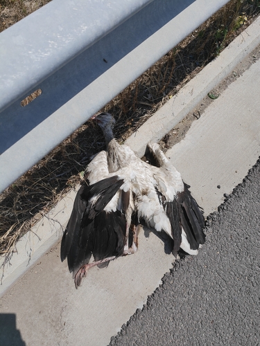 White Stork