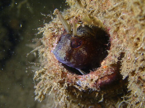 Tentacled blenny (Parablennius tentacularis) — Blenniidae — 4