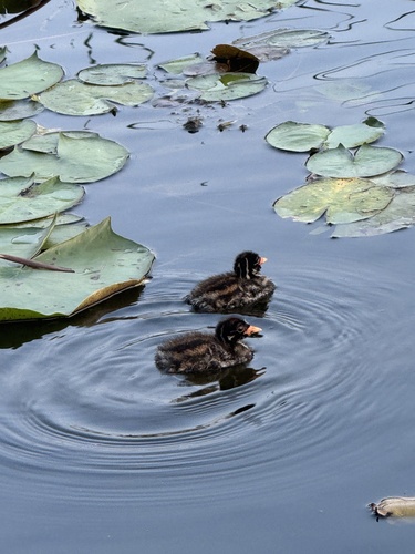 iNaturalist image