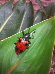 Coraliomela quadrimaculata