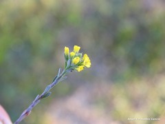 Alyssum alyssoides