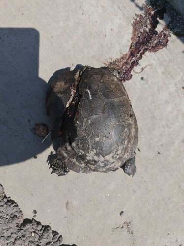 European Pond Turtle