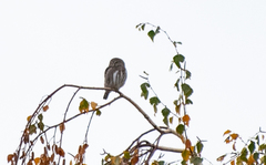 Glaucidium nana