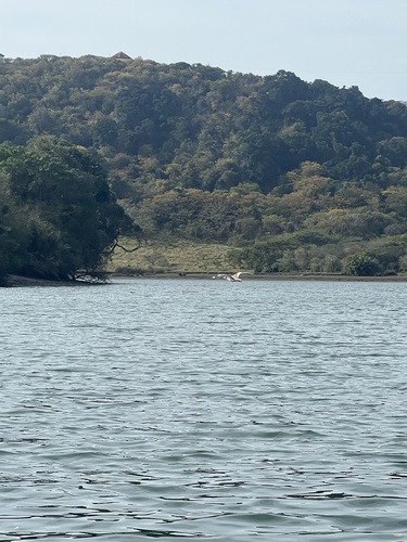 iNaturalist image