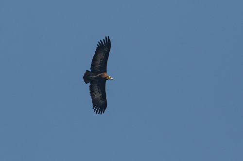 Hooded Vulture