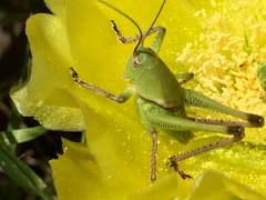 Pediodectes haldemanii