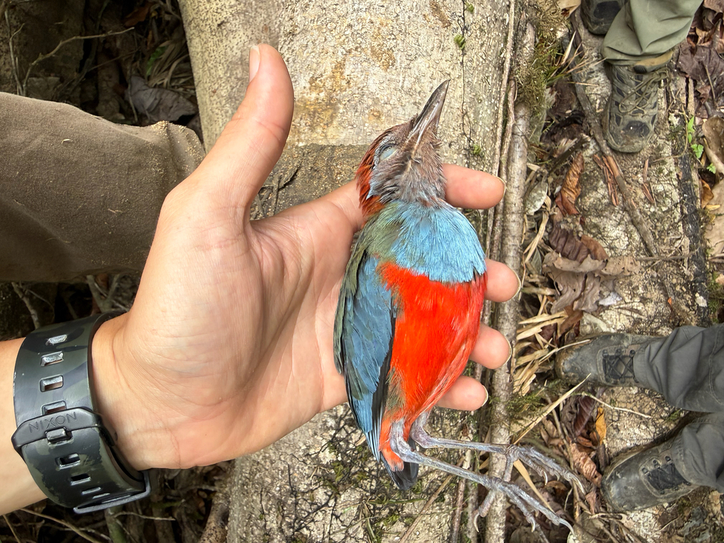 Bismarck Pitta (Erythropitta novaehibernicae) photo