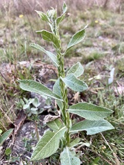 Pterocaulon