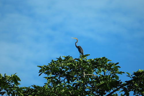 iNaturalist image