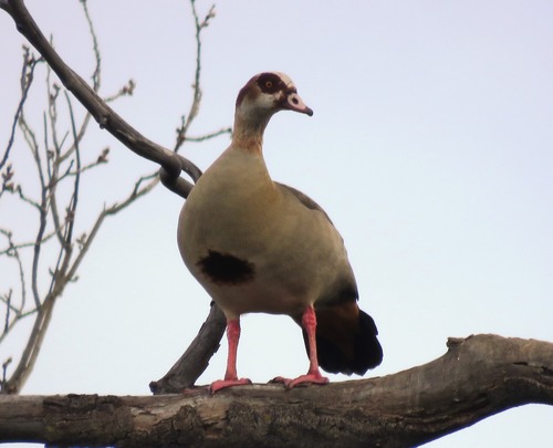 iNaturalist image