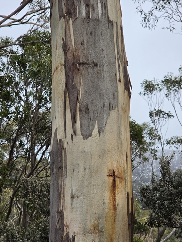 Eucalyptus coccifera, photograph 3