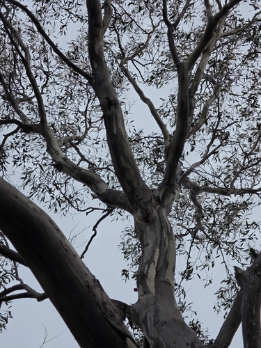 Eucalyptus coccifera, photograph 4