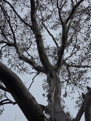 Eucalyptus coccifera, photograph author not stated, no rights reserved