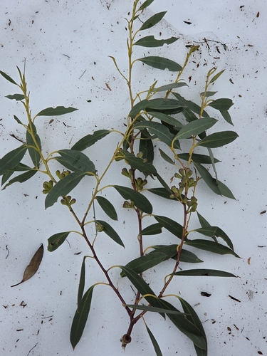 Eucalyptus coccifera, photograph 5