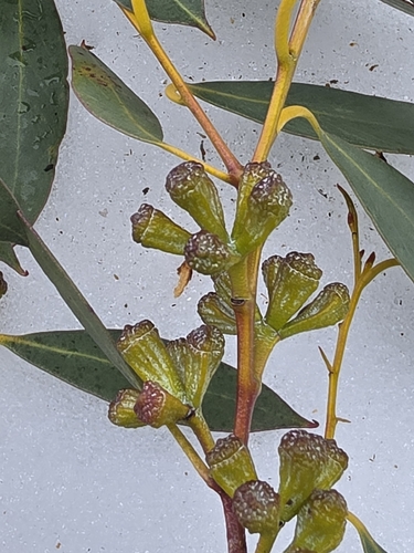 Eucalyptus coccifera, photograph 6