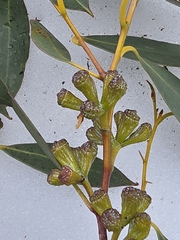 Eucalyptus coccifera, photograph author not stated, no rights reserved