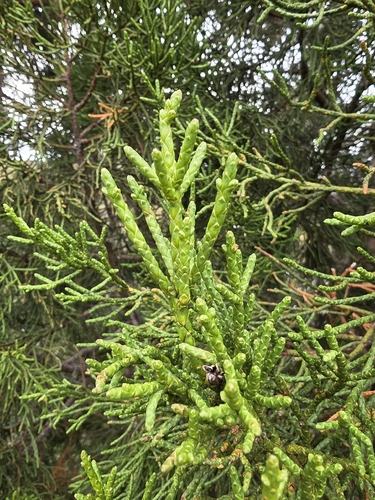 Athrotaxis cupressoides, photograph 4