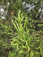 Athrotaxis cupressoides, photograph author not stated, no rights reserved