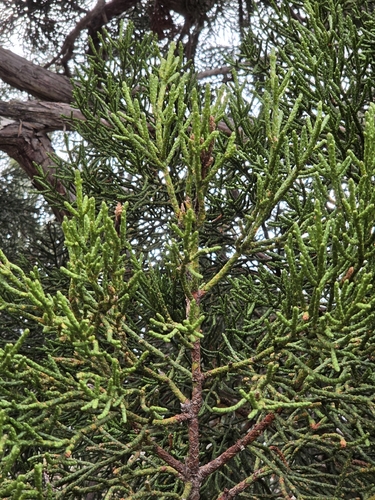 Athrotaxis cupressoides, photograph 5