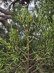 Athrotaxis cupressoides, photograph author not stated, no rights reserved