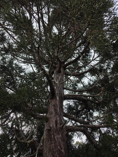 Athrotaxis cupressoides, photograph 6