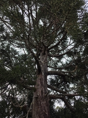 Athrotaxis cupressoides, photograph author not stated, no rights reserved