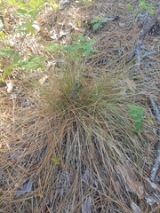 Aristida stricta