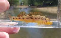 Saffron Darter photo 2