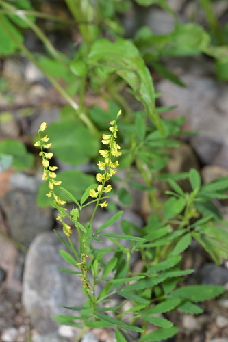 Melilotus suaveolens observed 2026-07-25