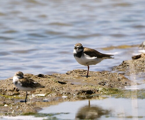 iNaturalist image