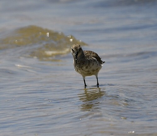 iNaturalist image