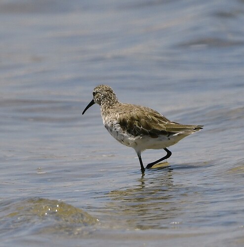 iNaturalist image